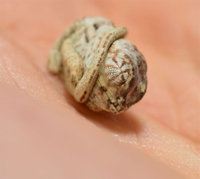 This Baby Chameleon Is Only Seconds-Old And Still Thinks He's Inside