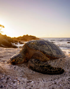 This Man Makes It His Mission To Save The Local Sea Turtles From Their ...