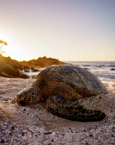 This Man Makes It His Mission To Save The Local Sea Turtles From Their ...