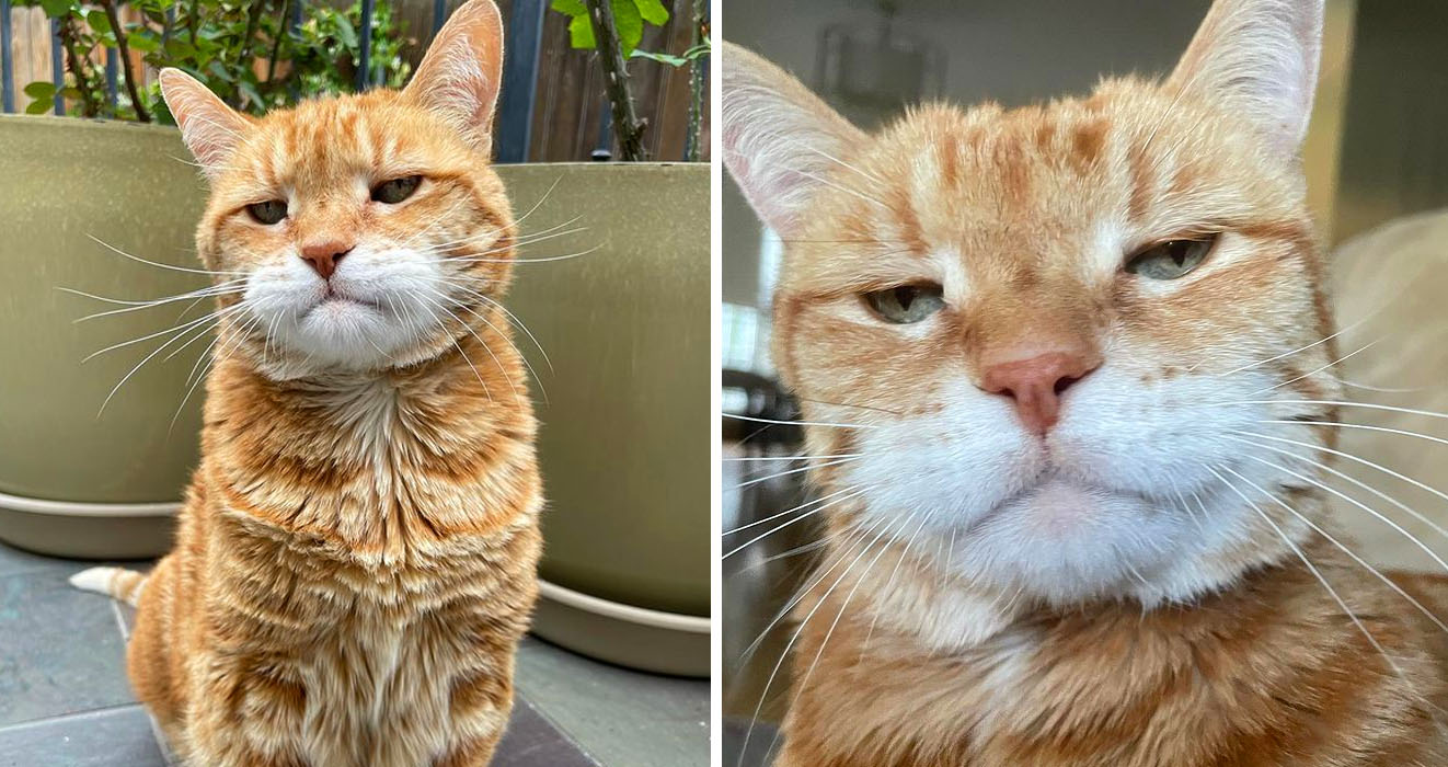 This cat's permanent angry face is hilarious