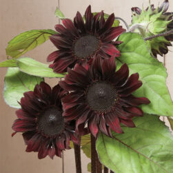 These Seeds Grow Chocolate Sunflowers, So You Can Add A 'Sweet' Touch ...