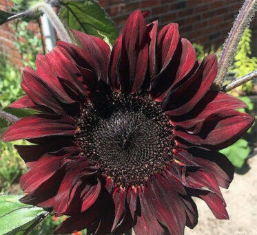 These Seeds Grow Chocolate Sunflowers, So You Can Add A 'Sweet' Touch ...