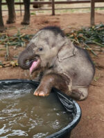 The Pure Joy In This Rescued Baby Elephant While She Enjoys Her First ...