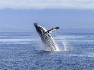 Iceland Set To Officially Ban Whale Hunting By The Year 2024